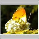 Anthocharis cardamines - Aurorafalter m06.jpg